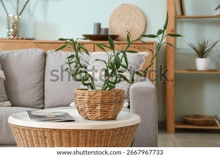 Comfortable sofa and coffee table with bamboo plant in living room