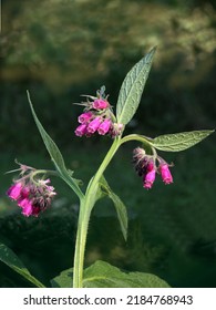 Comfrey Plant  With Purple Flowers Close Up