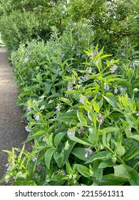 Comfrey And Willows On A Canal Towpath