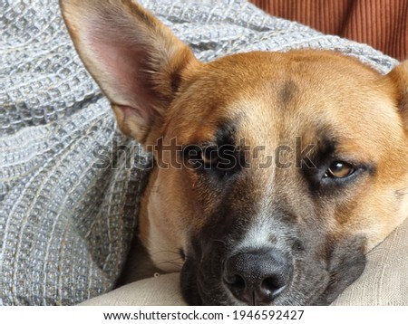 Comfy dog in a blanket