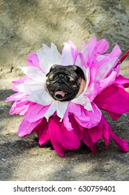 Comic Pug With Pink Paper Flowers On Her Head. Funny Dog With Tongue Hanging Out Near Brick Wall.