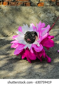 Comic Pug With Pink Paper Flowers On Her Head. Funny Dog With Tongue Hanging Out Near Brick Wall.