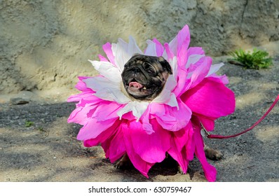 Comic Pug With Pink Paper Flowers On Her Head. Funny Dog With Tongue Hanging Out Near Brick Wall.