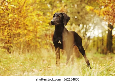 Comic, Young, Fun European Sled Dog Running And Flying In Autumn Nature With Sunset