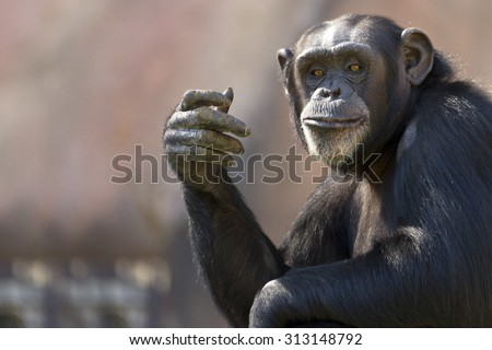 comical chimpanzee making a hand gesture with room for text