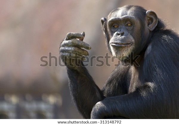 chimpanzee hand reaching out for human