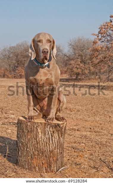 Comical Image Big Weimaraner Dog Sitting Stock Photo Edit Now