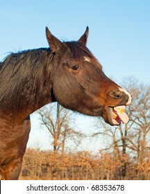 Comical Image Of A Dark Bay Horse Sticking His Tongue Out