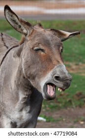 Comical looking donkey with mouth wide open showing teeth
