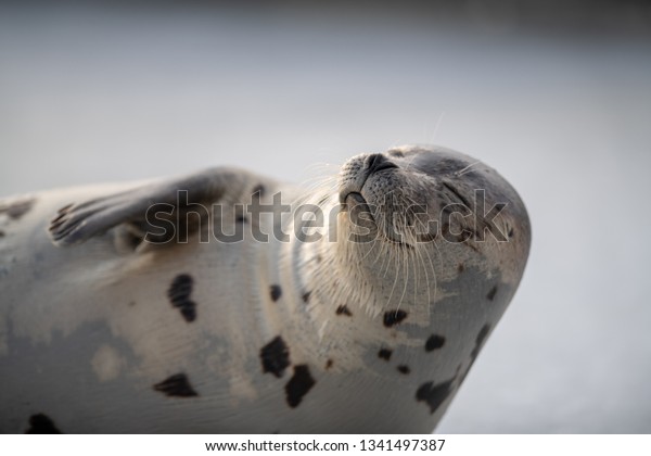 A comical view of a young harp seal sunning itself on a\
pan of ice. The young seal has grey fur with dark spots. Its eyes\
are squinting, its nose is up in the air and it\'s making a funny\
face. 