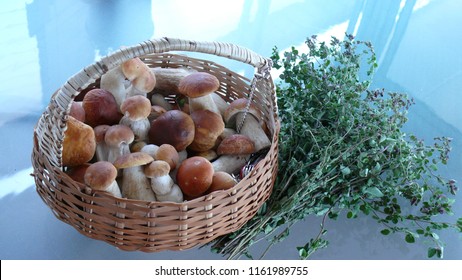 Coming back home after comestible mushrooms research... - Shutterstock ID 1161989755
