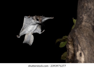 Coming in for Landing. Southern Flying Squirrel (Glaucomys volans) has its membrane spread wide to slow its descent, its glides to a tree trunk. Nocturnal boreal rodent at nighttime isolated on black