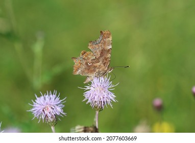 Comma A Brush Footed Butterfly