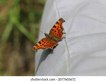 Comma A Brush Footed Butterfly