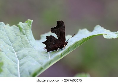 Comma A Brush Footed Butterfly