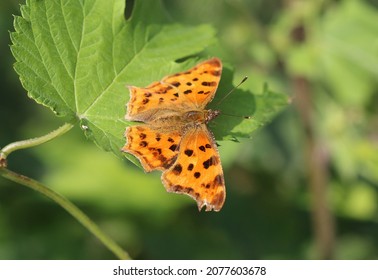 Comma A Brush Footed Butterfly