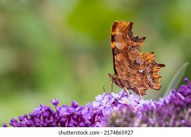 Comma Butterfly (Polygonia C-album) Feeding And Displaying Its Underwing Pattern