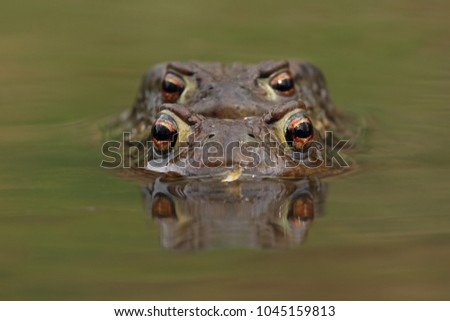 Similar – macro image of Bufo bufo head