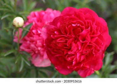'COMMAND PERFORMANCE' PEONY. The petals of 'Command Performance' peony start out vibrant magenta and gradually transform to a lighter pink.