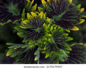 commanding groves, lined symmetrically to form an interesting pattern. suitable for your background.