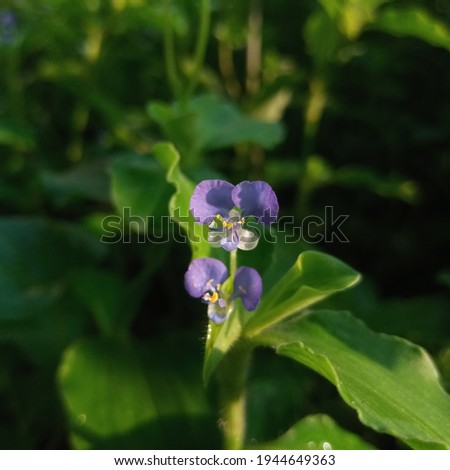 Commelina benghalensis flowers or in Indonesia are called gewor blooms and adorn the meadow in the morning. Commelina flowers blooming in the fields
