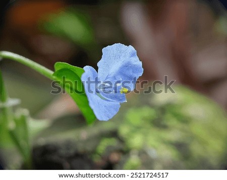 Commelina.Light blue flowers with soft petals and bright yellow stamens.