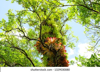 Commensalism Between The Orchids And The Big Tree,the Orchids Get A Nutritions From The Big Tree But Do Not Harm The Big Tree.