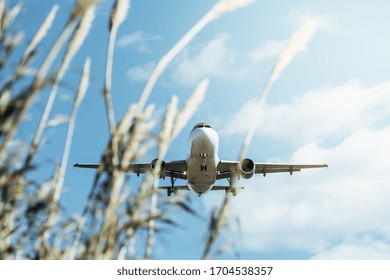 Commercial Aircraft Flying Low With Some Plants Out Of Focus In The Foreground, Travel Concept, Copy Space For Text, Selective Focus