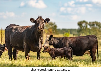 Commercial Angus crossbred cow in focus in the foreground with cow and calf out of focus in the background. Processed to be painting-like. - Shutterstock ID 1119150110
