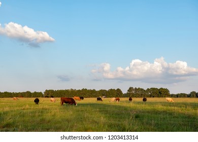 Commercial Beef Cow Herd Grazing Bermudagrass Pasture During The Golden Hour.