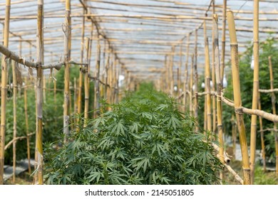 Commercial Cannabis farm in Thailand, Marijuana grow operation, Commercial Cannabis business cultivation, Herbal alternative medicine cannabidiol oil.