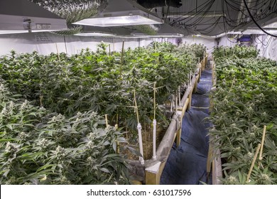 Commercial Cannabis Grow Operation