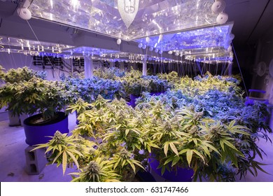 Commercial Cannabis Grow Operation