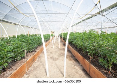 Commercial Cannabis Grow Operation