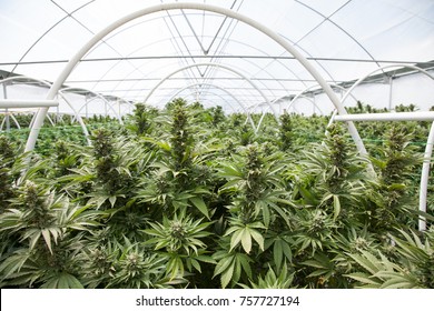 Commercial Cannabis Grow Operation