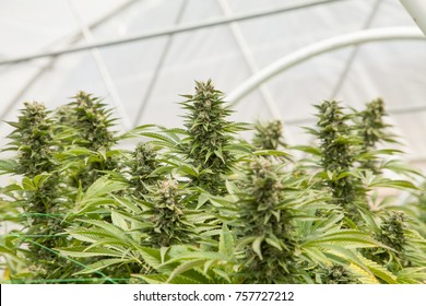 Commercial Cannabis Grow Operation