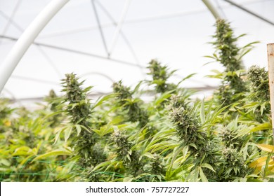 Commercial Cannabis Grow Operation