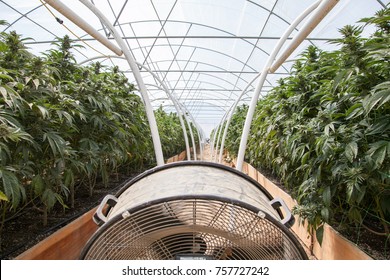 Commercial Cannabis Grow Operation