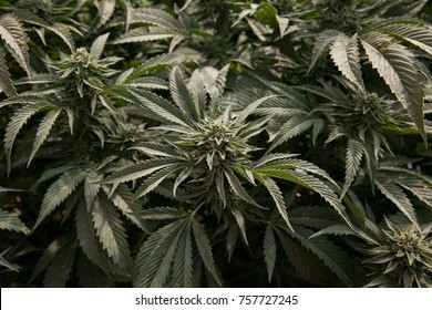 Commercial Cannabis Grow Operation