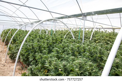 Commercial Cannabis Grow Operation