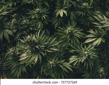 Commercial Cannabis Grow Operation