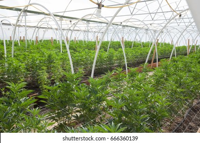 Commercial Cannabis Grow Operation, Hoop Houses