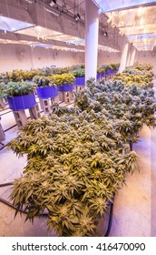 Commercial Cannabis Grow Room