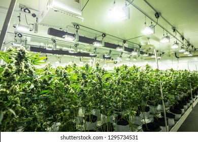 Commercial Cannabis Indoor Grow Fresh Medical Marijuana Indoor Weed Farm