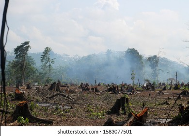 Commercial
Editorial
The extent of illegal logging in the forest so that the negative impact is higher for the surrounding environment - Shutterstock ID 1583077501