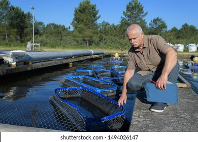 Commercial Fish Farmer Checking Baskets