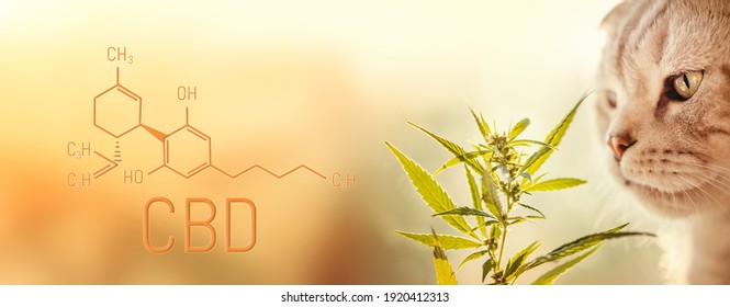 Commercial growth of cannabis for pets. Herbal Alternative Medicine Concept for Cats, CBD Hemp Oil. Top of cannabis bush with CBD cannabidiol formula