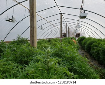 Commercial Hemp Farming In A Greenhouse. Industrial Hemp Grown To Produce CBD Oil And Other Hemp Derived Products. 2018 Farm Bill Legalizes Hemp Farming. Farmers In Hoop House Maintaining Plants.