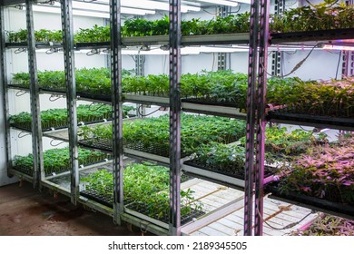 Commercial Hemp Farming In A Greenhouse. Industrial Cannabis, Marijuana, Plants In The Germination Phase Growing In A Greenhouse