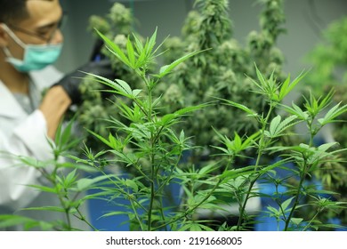 Commercial Hemp Farming Greenhouse Industrial Hemp Stock Photo ...